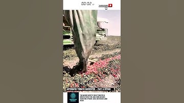 Automatic Tomato Harvester – Fast & Efficient!