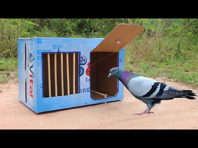 Best Quick Bird Trap Using Vital Cardboard Box And Woods - How To Make Bird Trap class=