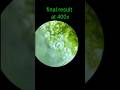 stomata under microscope 100% real #science #microscope #education