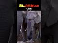 鼻に大きな穴があいたゾウ