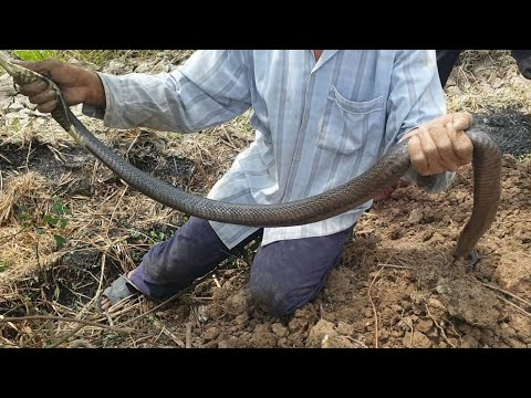Video Tập 04: Con Rắn Màu Đen Full Nộc Độc Dài Gần 2M|| Mười... - youtube