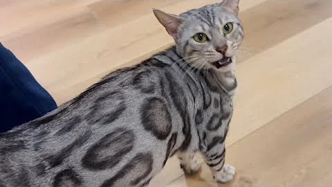 Watch the video about Kitty who loves cats AND dogs!!