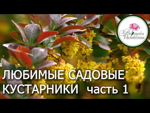 ЛУЧШИЕ САДОВЫЕ КУСТАРНИКИ часть 1