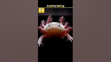 Axolotl 😱/#shorts​