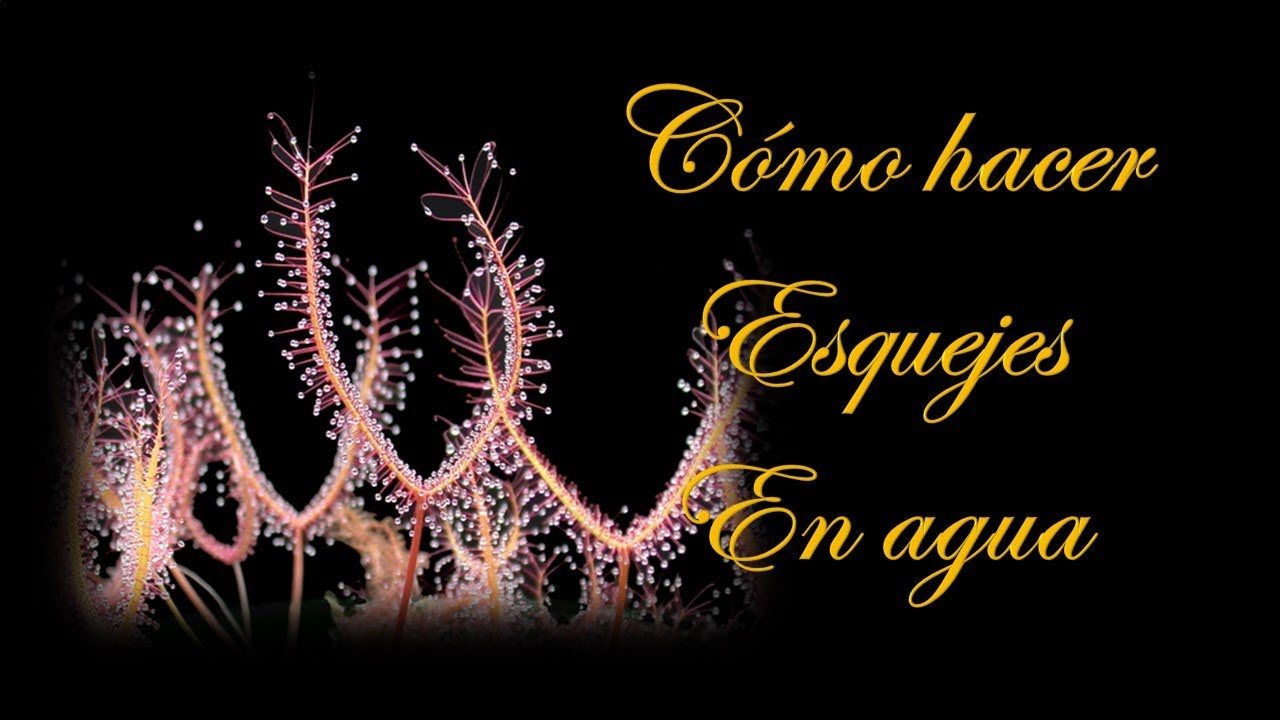 Cómo hacer esquejes en agua