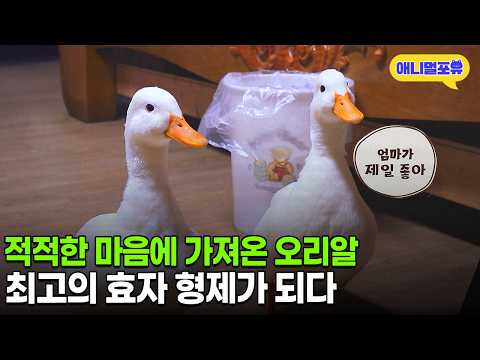 The lady who even made socks for the ducks so their feet wouldn't hurt lol. The duck brothers who...