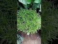 Kochia green plant | outdoor plant | SA_garden #nature #plants #flowers #garden #new
