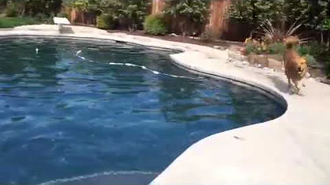 3 Legged Dog Learns How to Swim