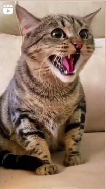 nwamba na-akpa ọchị - vidiyo nke ọchị nwamba - ọchị nwamba na-achị ọchị - ọchị - ọchị - nwamba