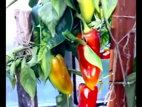 როგორ გავათბოთ სათბური პოლიეთილენის ბოთლებით 1 ნაწილი