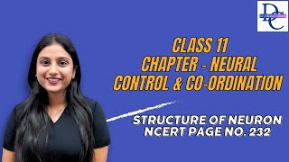Unlock the Secrets of Your Brain: Neuron Basics Revealed!