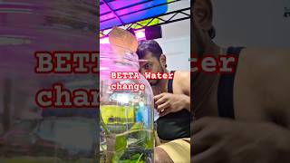 BETTA 💥water change 💯 😄 #bettafish #betta #fish #