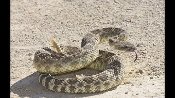 Giải mã vì sao đuôi của rắn đuôi chuông có thể phát ra tiếng kêu?