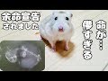 【余命宣告】ハムスターモワルさんのレントゲンに大きな白い影…