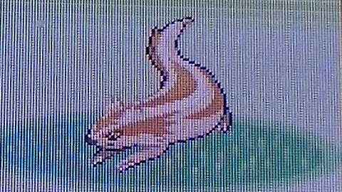 LIVE!! [Repel Trick] Shiny Linoone After 1,180 Encounters!!-Ruby #1