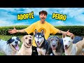 Adopte un perro por 24 horas