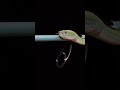 My fishing rods have real vipers on them! #sonoranrods