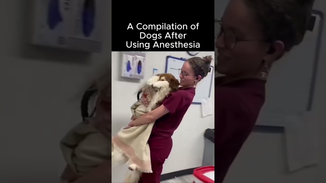 Guarda Funny Dogs Under Anesthesia Compilation #dogs #funny #shorts #husky #pug su YouTube Guarda Funny Dogs Under Anesthesia Compilation #dogs #funny #shorts #husky #pug su YouTube