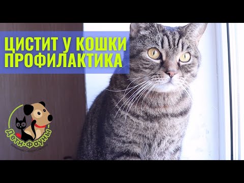 Профилактика цистита у кошки