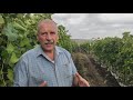 Выращивание столового винограда Молдова и послеуборочные операции.
