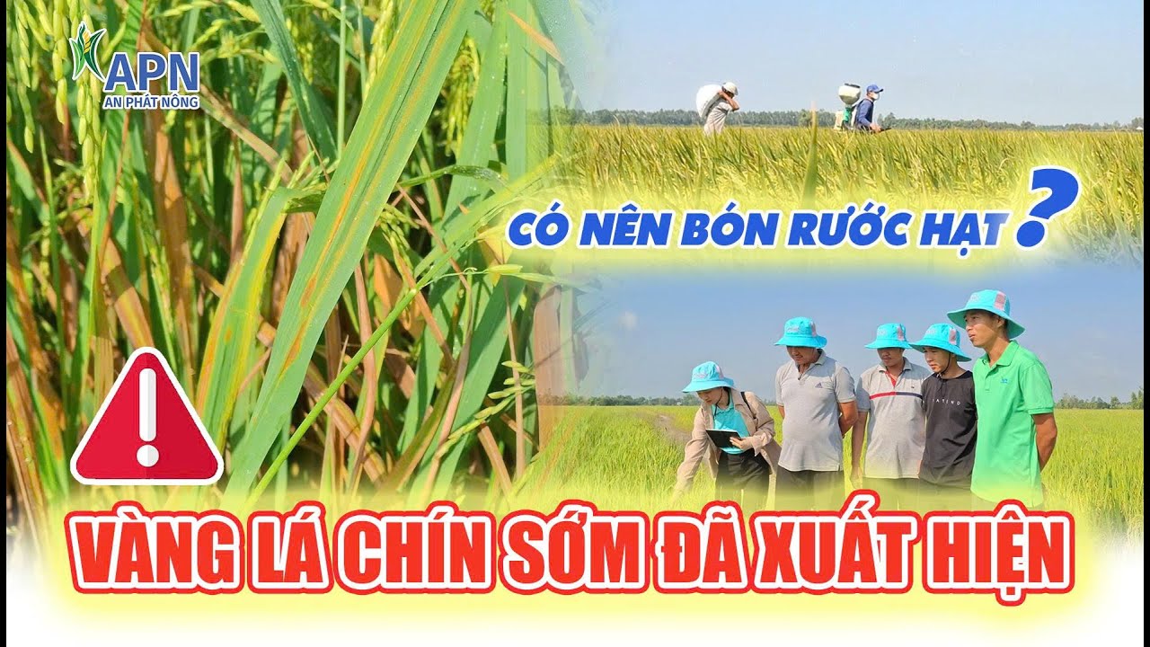 APN - VÀNG LÁ CHÍN SỚM ĐÃ XUẤT HIỆN - CÓ NÊN BÓN RƯỚC HẠT | ĐÔNG XUÂN 2026