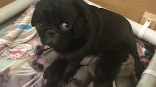 Monica the pug and her puppies by Beverley Benbow 1,974 views 1 year ago 5 minutes, 30 seconds