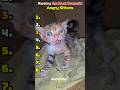 Tiny Cats, Big Attitude (Ranked!) 😾🔥