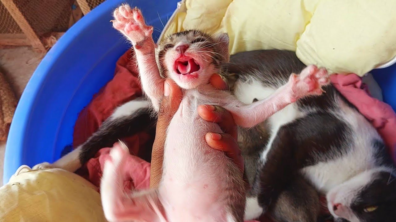 KITTENS MEOWING VIDEOS || Cutest baby kittens meowing ll #catvideos #cat #animals #funnyanimals 