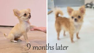 That Tiny Chihuahua is now one year old and back! (dog grooming)