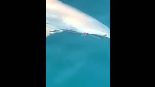 6Ft Shark On Nekid Ball Jigz Pt.2