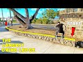 EXTREMELY LONG LEDGE GRIND CHALLENGE