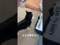 こどもをどこに隠そうか困っちゃう豆柴ママ #Shorts