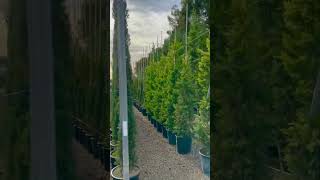 Conifers At Benages Plants