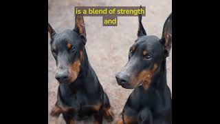 the doberman pinscher #dog doberman