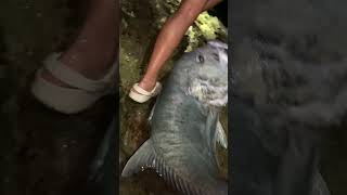 Transporting a good size gt| 🔨🙌🏾💥|#shortsfeed #hawaii #ulua #fishing #slidebait