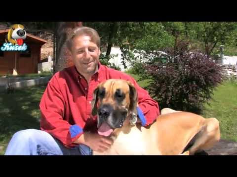 Video: Razlika Med Labradorcem In Labradorcem