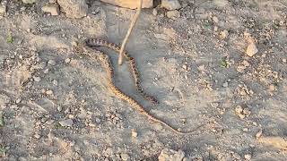 Hidden Treasure Found Underground | Mysterious Gold Discovery Shocks Everyone