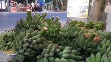 MUA BÁN,CHUỐI XIÊM,CHUỐI SÁP,CHÂU THÀNH-TIỀN GIANG,CÓ SHIP LÊN SAIGON
