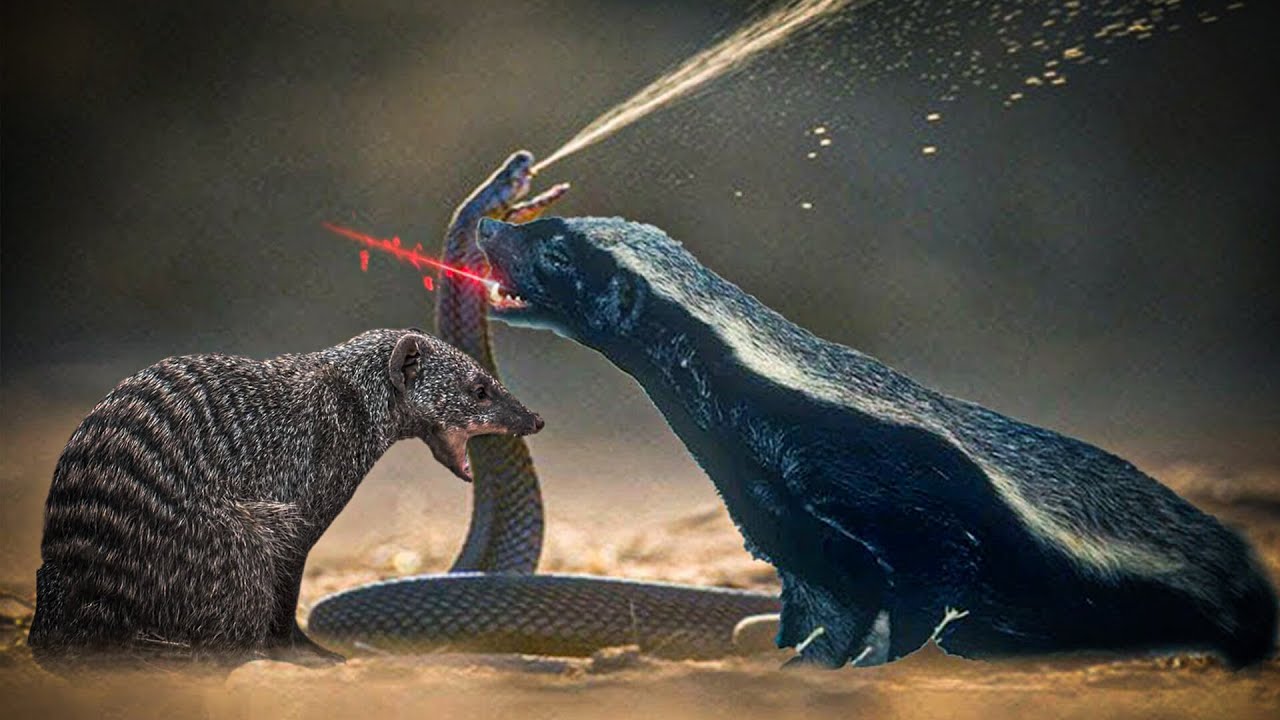 Skillful Snake Killer Mongoose vs Honey Badger Showdown YouTube