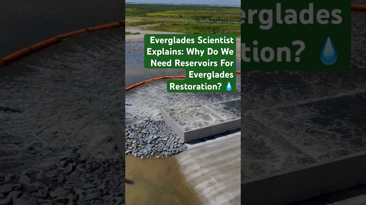 Why Do We Need Reservoirs For Everglades Restoration? 🤔 An Everglades Scientist Explains 🌱💧