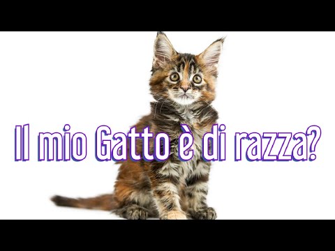 Video: Da Che Tipo Di Felino Provengono I Gatti Domestici?