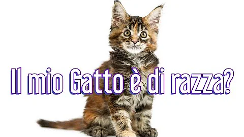 Quanto può stare nascosto un gatto?