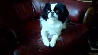 Japanese chin barking