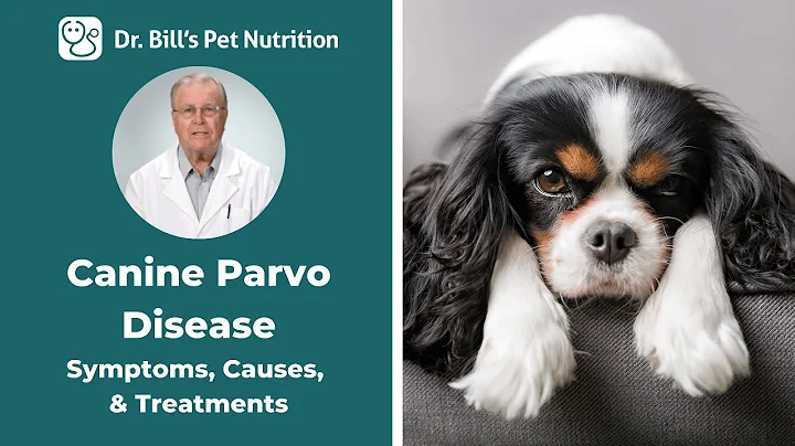 Canine Parvo Disease | Symptoms, Causes, & Treatments | Dr. Bill's Pet Nutrition