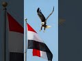 نسر يقف فوق علم مصر ويظل العالم بالسلام هيبة العلم المصرى  اكسبلور دويتو لايك ترند