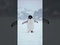 🐧 Maybe he’s running because he heard the GCA all-inclusive deal