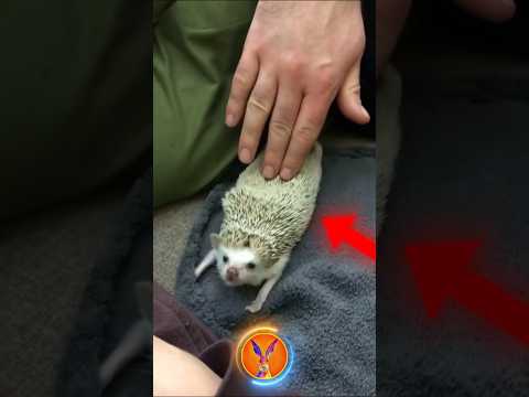 جوجه تیغی خار پرتاب نمی کنه دانستنی Facts شورت طبیعت حیات وحش حیوانات Animals 