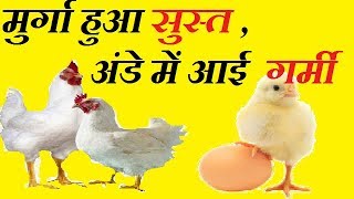 मरग मरकट हआ ससत अड म आई गरम Poultry Boirler And Egg Rate Updated Today