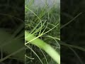 পুরুষের জন্মই হয়, ভালো রাখার জন্য। #foryou #reels #unfrez #nature #viralreels #newreel