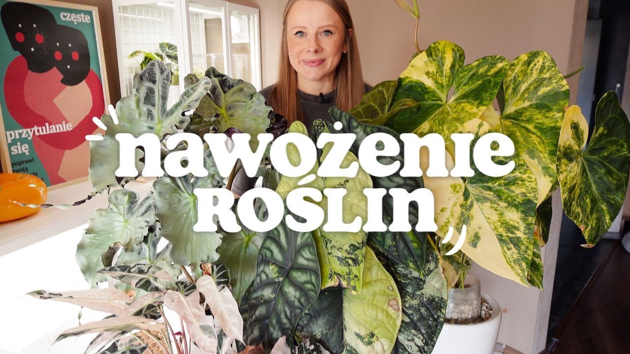 NAWOŻENIE ROŚLIN 🌱  / Jak dbam o alokazje, anthuria, monstery? / Hydroponika / Uprawa hydroponiczna